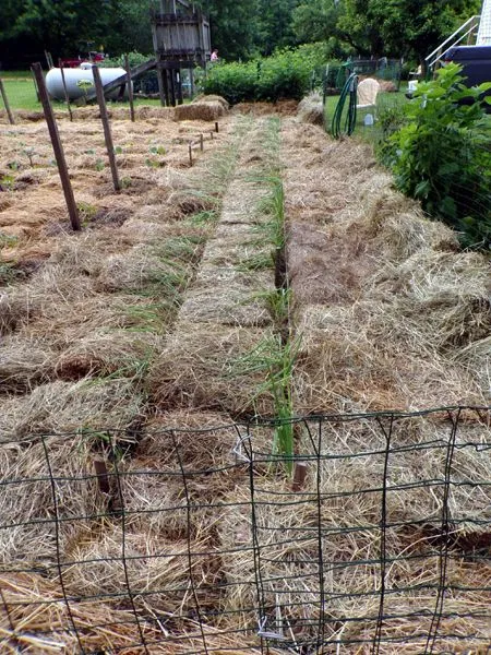 Small garden - onions planted crop June 2023.jpg