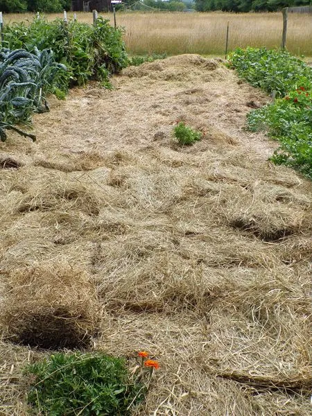 Big garden - pea area half finished crop August 2022.jpg