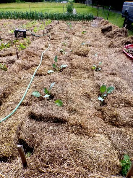 Big garden - brocolli planted and mulched crop June 2024.jpg