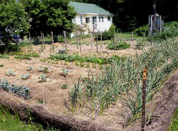 Big garden - mid crop June 2024.jpg