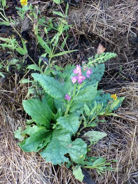 New Herb - Row 4, verbascum in arnica crop July 2024.jpg