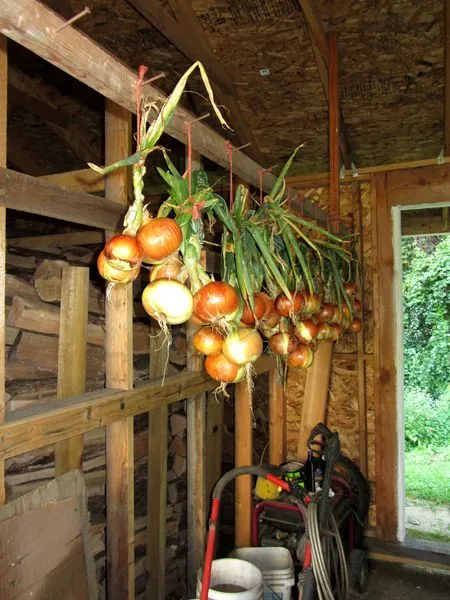 Onions hung crop August 2024.jpg