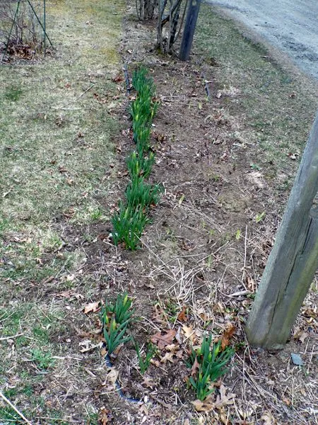 Seventh Fence - daff buds and iris crop April 2023.jpg