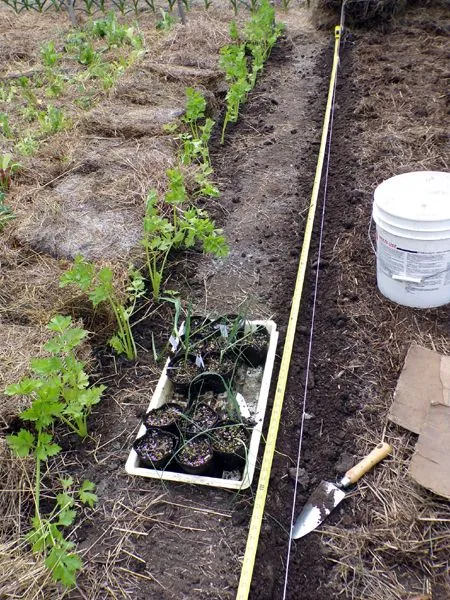 Big garden - planting celery and leeks crop June 2024.jpg