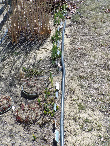 1st Fence - daffs up crop March 2021.jpg