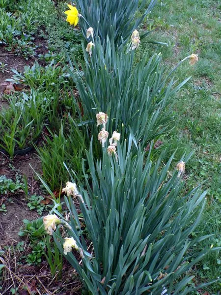 First Fence - fried daffs crop April 2023.jpg