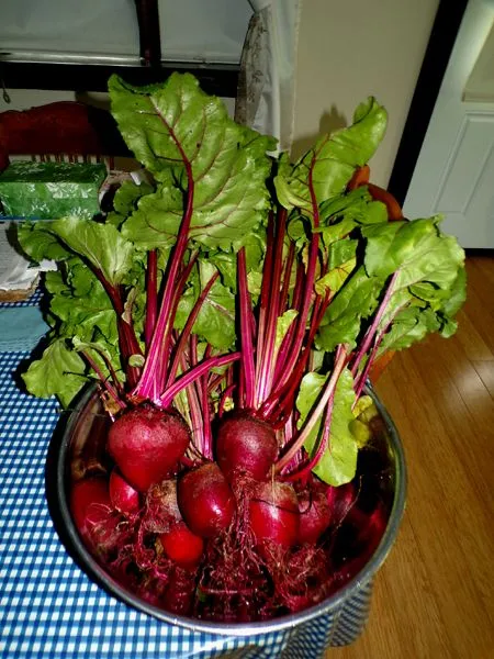 Beets - 1st bowl crop July 2024.jpg