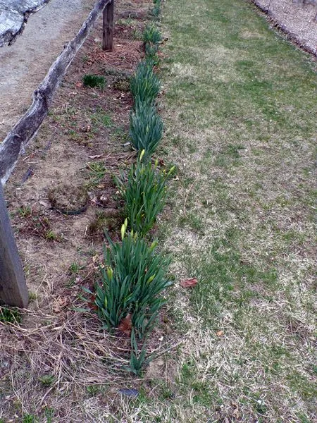 First Fence - daff buds crop April 2023.jpg