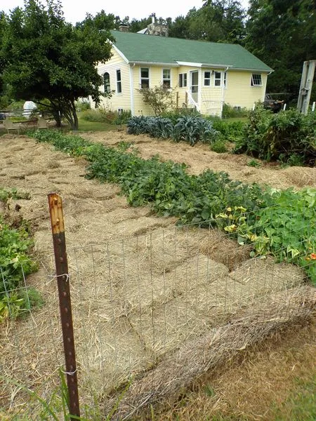 Big garden - north half done crop August 2022.jpg