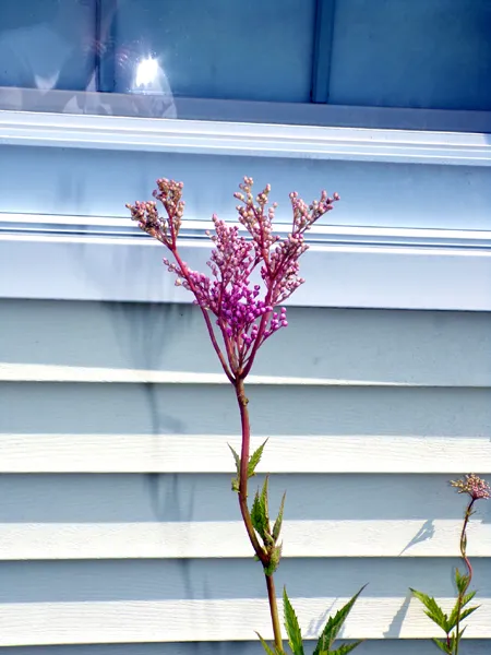 South Herb - meadowsweet buds crop June 2024.jpg