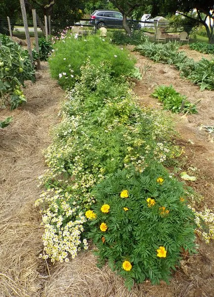 Big garden - feverfew crop August 2022.jpg