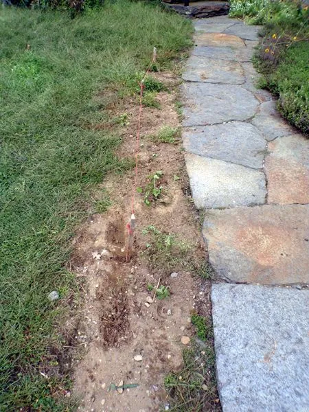 Planting along walkway crop Sept. 2023.jpg