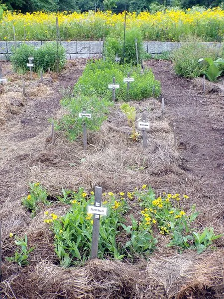 New Herb - Row 4, finished crop June 2024.jpg