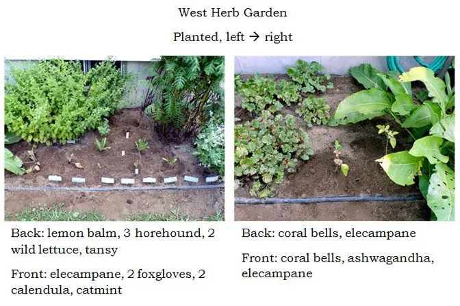 West Herb - planted collage text crop July 2024.jpg