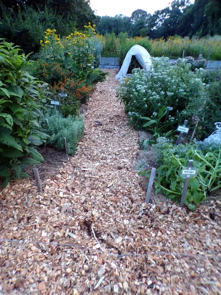 New Herb - 1st walkway mulched crop July 2024.jpg