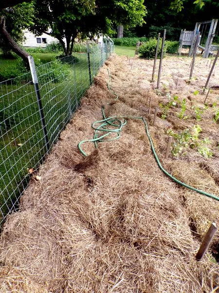 Big garden - walkway mulched crop June 2024.jpg