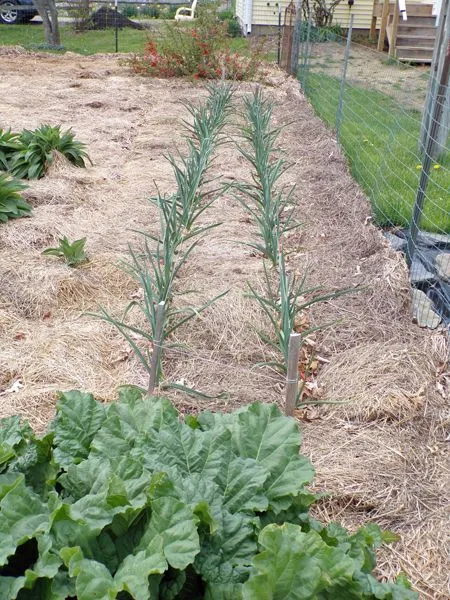 Big garden - north end garlic crop April 2021.jpg