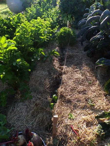 Big garden - beet row crop August 2022.jpg