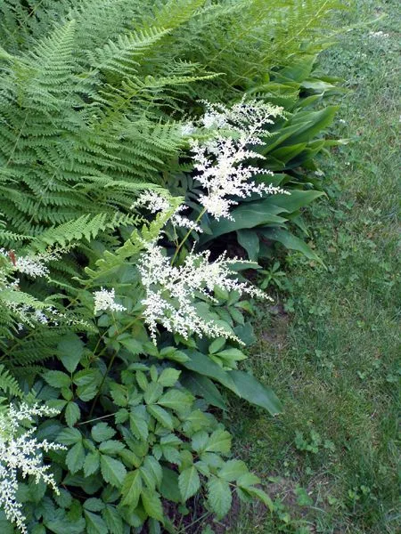 New North - astilbe flowers crop June 2024.jpg