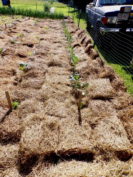 Big garden - kale finished crop June 2024.jpg