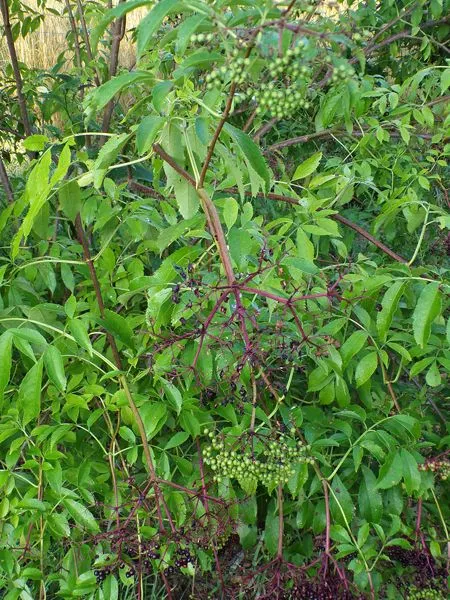 Little trees - 11. York elderberries2 crop August 2022.jpg