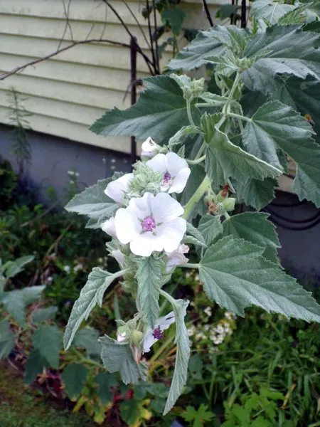 Old North - marshmallow flowers crop July 2024.jpg