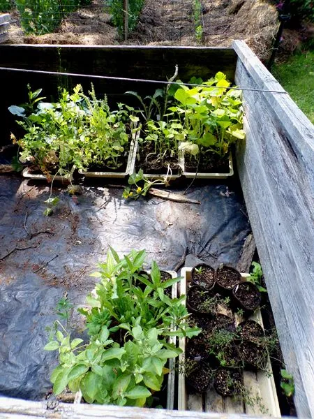 Cold frame - to give away crop June 2024.jpg