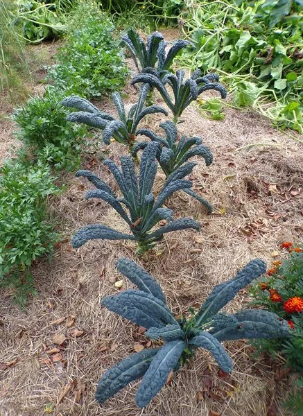Big garden - kale crop August 2021.jpg