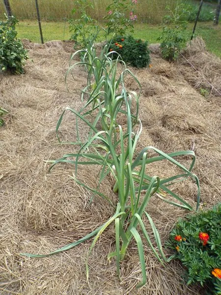 Big garden - leeks crop August 2022.jpg