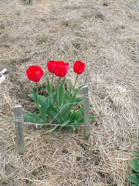 Big garden - red tulips crop April 2021.jpg
