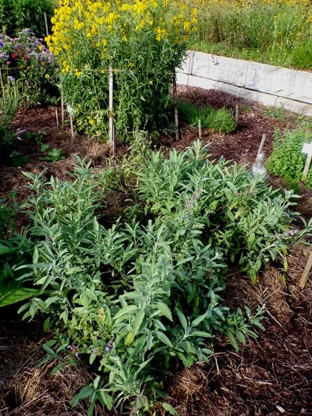 New Herb - Row 5, sage crop July 2024.jpg