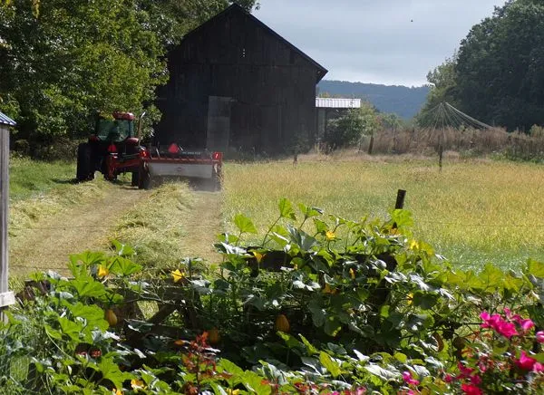 Hay - cutting middle pasture1 crop Sept. 2021.jpg