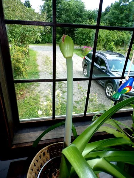 Amaryllis bud crop July 2024.jpg