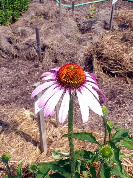 New Herb - Row 3, 1st echinacea purp flower1 crop June 2024.jpg