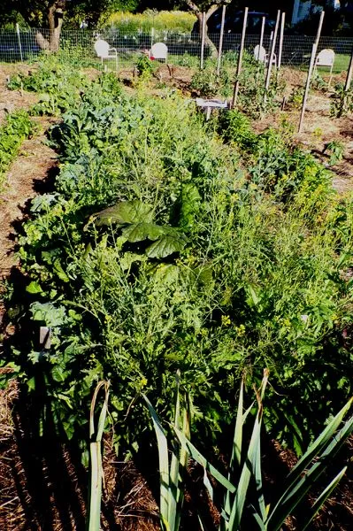 Big garden - big mesclun bed crop July 2024.jpg