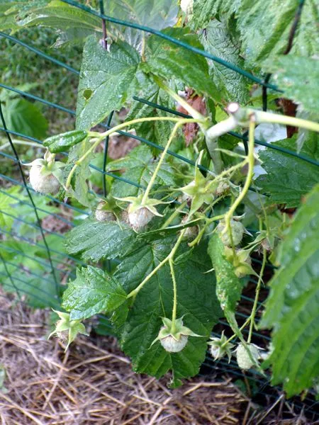 Anne raspberry - squirrel decimated crop July 2024.jpg