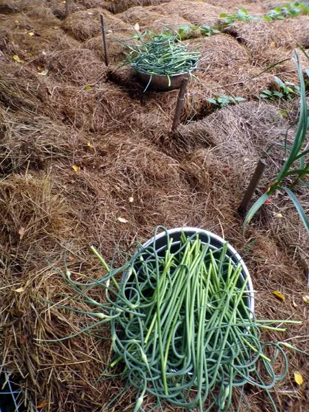 Garlic scape harvest crop June 2023.jpg