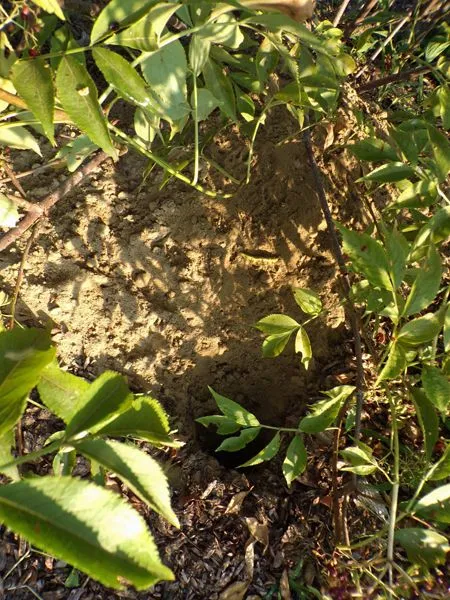 Little trees - new chuck hole under elderberry crop August 2022.jpg