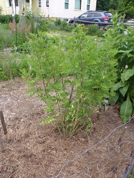 New Herb - Row 1, astragalus crop June 2021.jpg