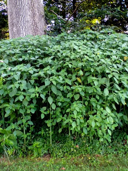 Yellow jewelweed - 8' tall crop July 2024.jpg