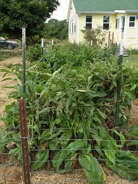 Big garden - comfrey crop August 2022.jpg