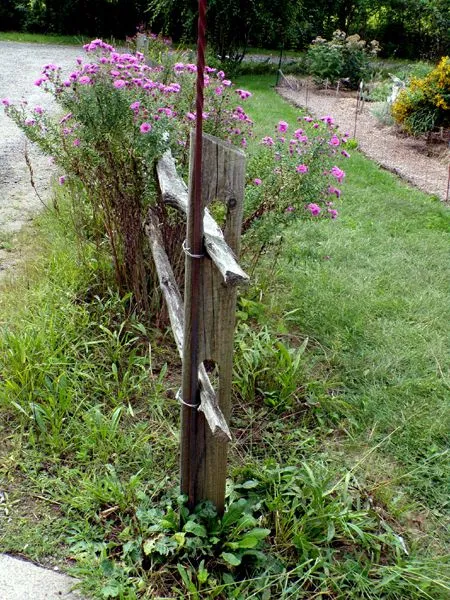 Fence gardens - tall stuff out crop Sept. 2023jpg.jpg