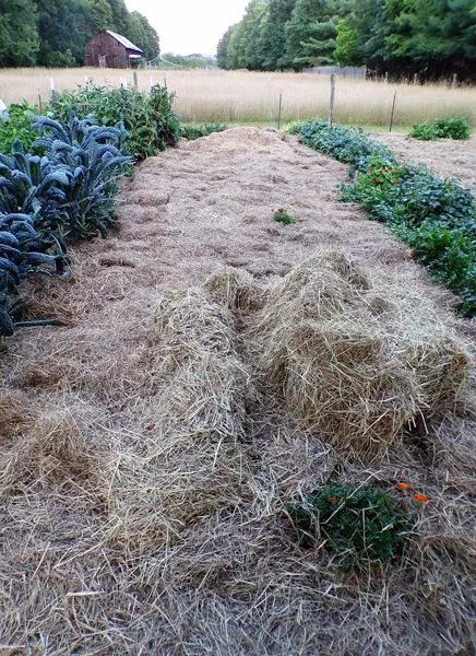 Big garden - pea row finished1 crop August 2022.jpg