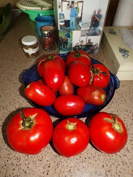 Tomato harvest2 crop August 2022.jpg