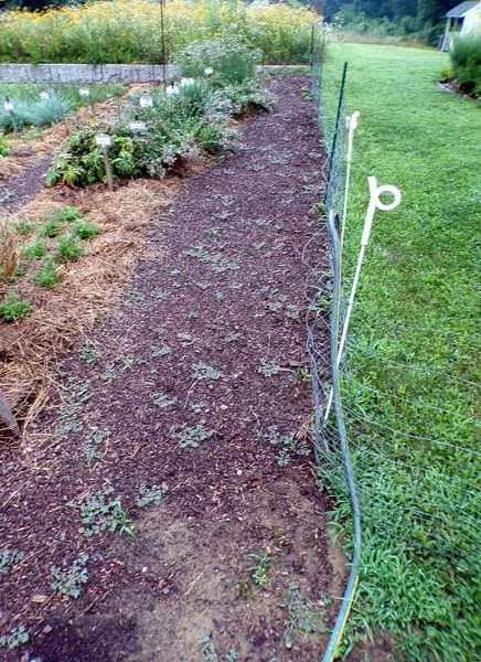 New Herb - weedy walkway crop July 2024.jpg