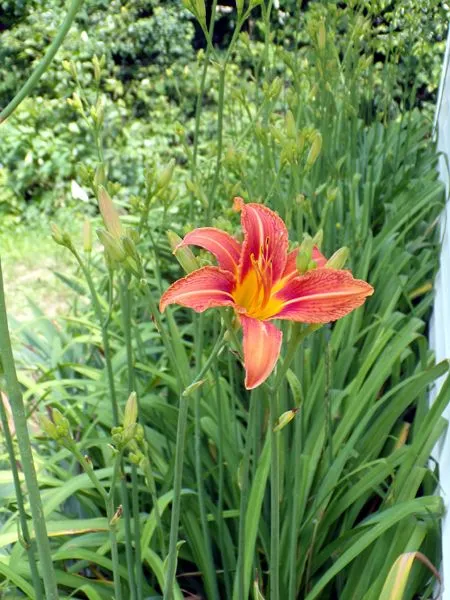 West Shed - 1st daylily crop June 2024.jpg