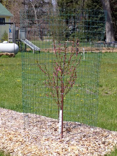 Little trees II - flowers on peach crop April 2024.jpg