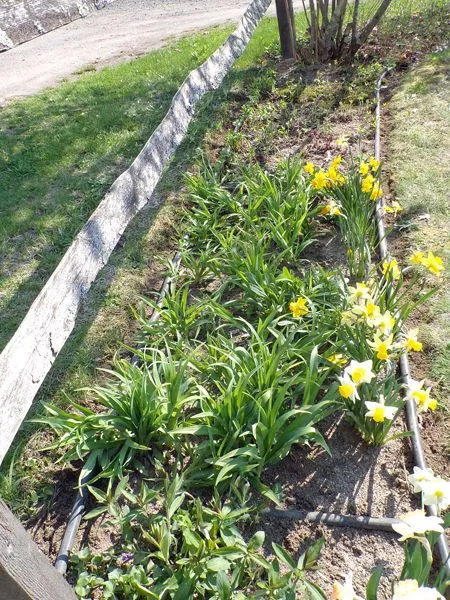 4th Fence - plants crop April 2021.jpg