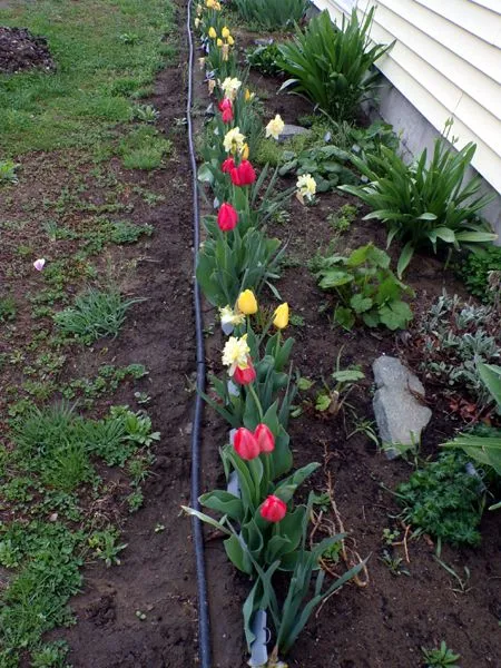 New South - tulips crop April 2023.jpg