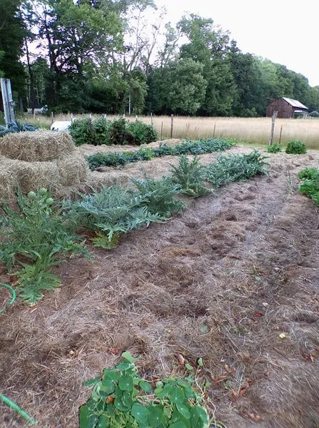 Artichoke row and mulch crop August 2022.jpg